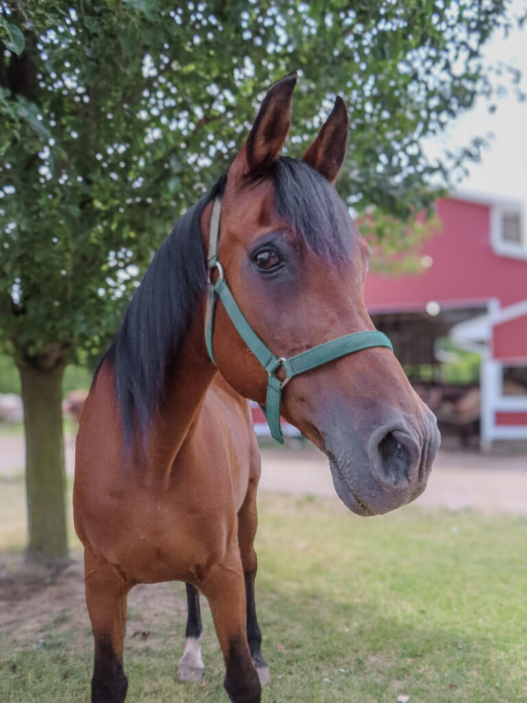 Apollo